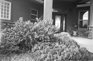 Cactus plants in front of a house in black and white film photography.