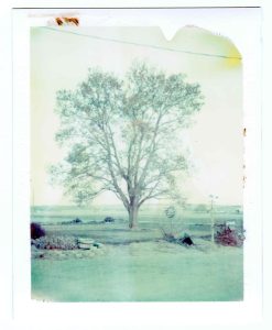 Polaroid Peel apart photo of a tree in a front yard with old farm equipment in the foreground. The image has a green color cast due to being expired film.
