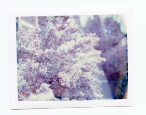 Pink Flowering bush with a blue tint taken on expired polaroid pack film
