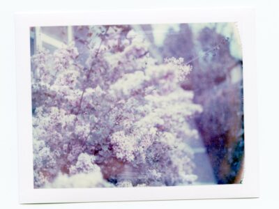 Pink Flowering bush with a blue tint taken on expired polaroid pack film