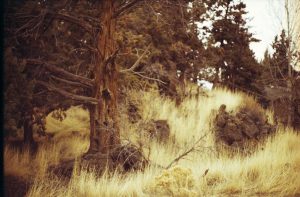 A color film photo of a tree in a field of yellow grass in Bend, Oregon taken on a Canon AE-1