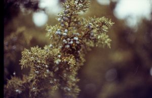 A close up color film photo of juniper berries on a tree taken with a Canon AE-1 and 58mm f/1.2 giving it a shallow depth of field.