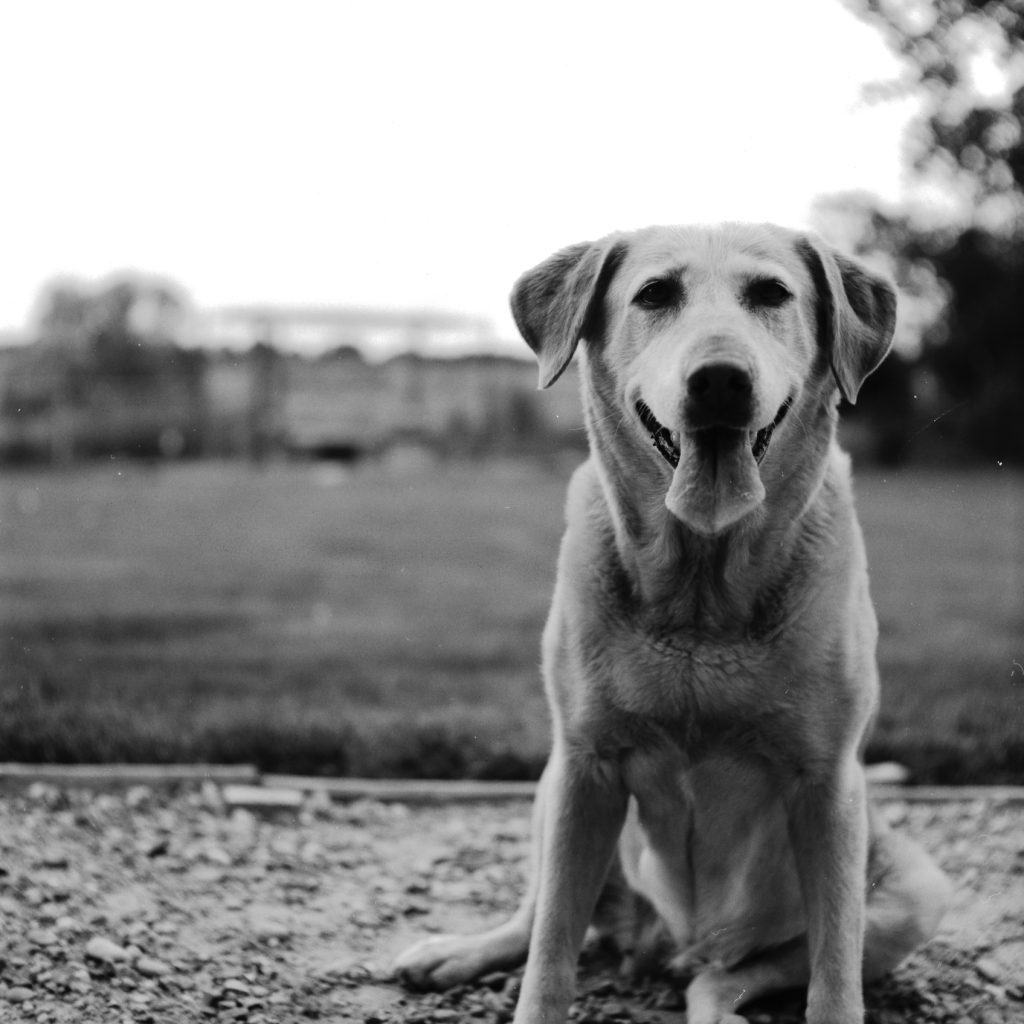 A Black and White film photo of a dog.