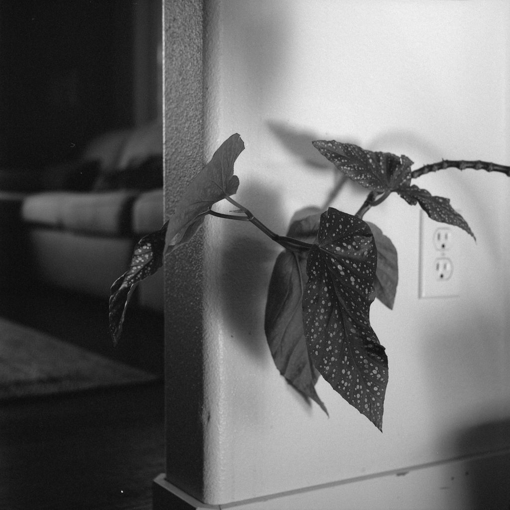 A moody black and white photo of a plant casting a shadow against a wall and a couch in the background.